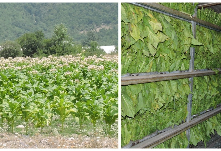 Oğuzda indiyədək 400 ton quru tütün istehsal olunub