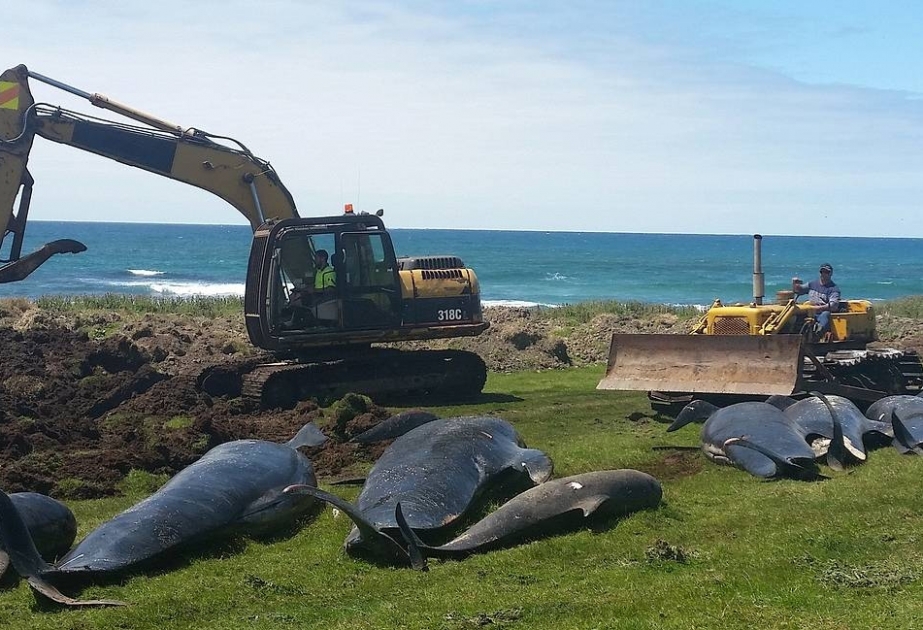 Yeni Zelandiyada 100-dən çox delfin özünü sahilə atıb