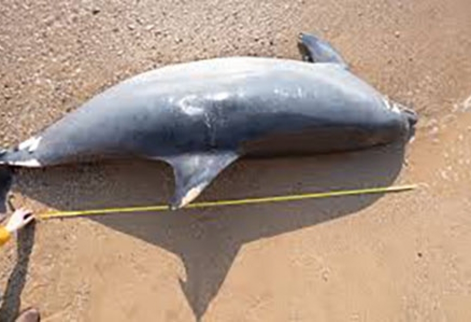 В Новой Зеландии более 100 дельфинов выбросились на берег и погибли
