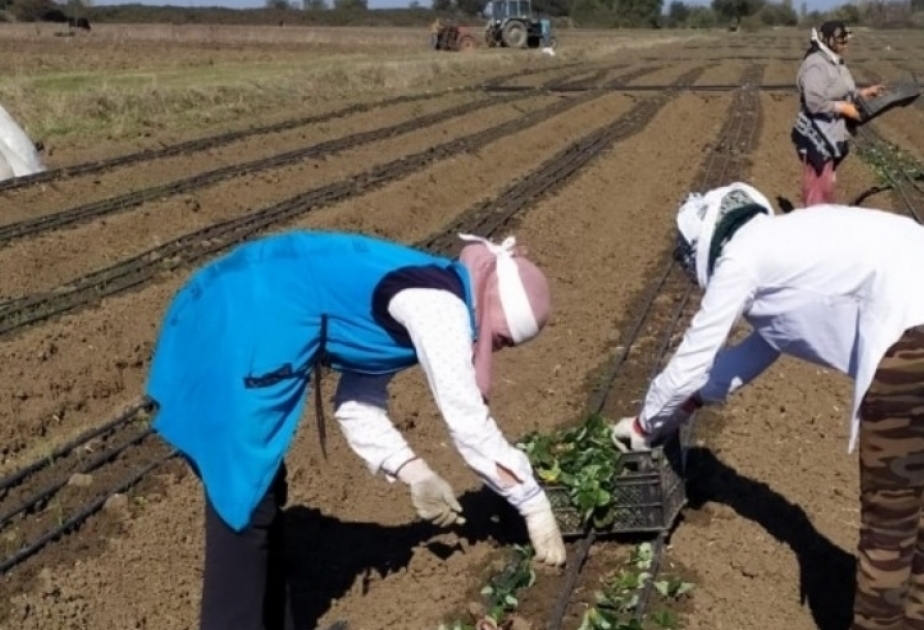 بدء زراعة الفراولة في ماسالي