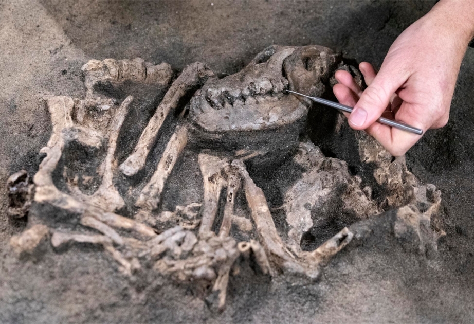 В Швеции обнаружено захоронение с останками человека с собакой возрастом 8 400 лет