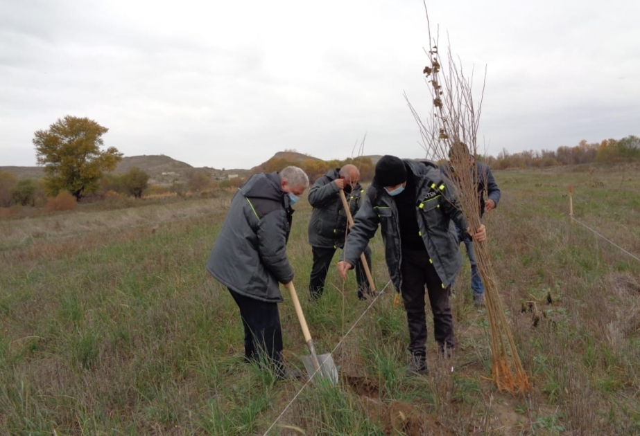 Continúa la campaña de plantación de árboles en el distrito azerbaiyano de Gubadli