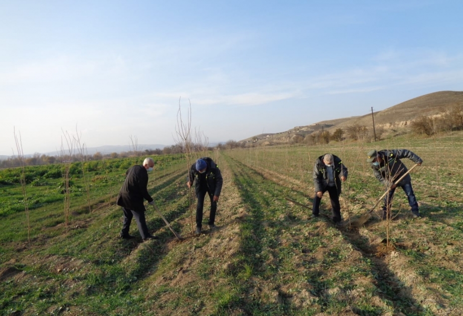 Zəngilanda keçirilən növbəti ağacəkmə tədbiri zamanı 400-ə yaxın tut ağacı əkilib