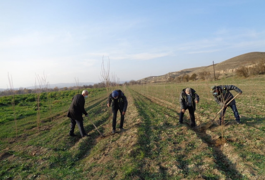 Se han plantado 400 moreras más en Zanguilán