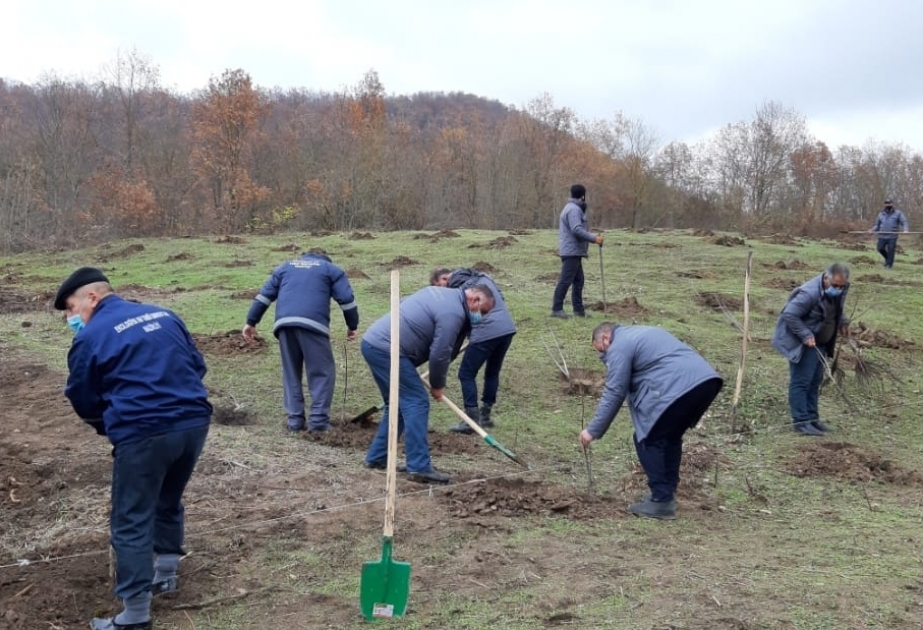 Se han plantado más de 470 mil árboles en 362 hectáreas de tierras del Fondo Forestal de Azerbaiyán