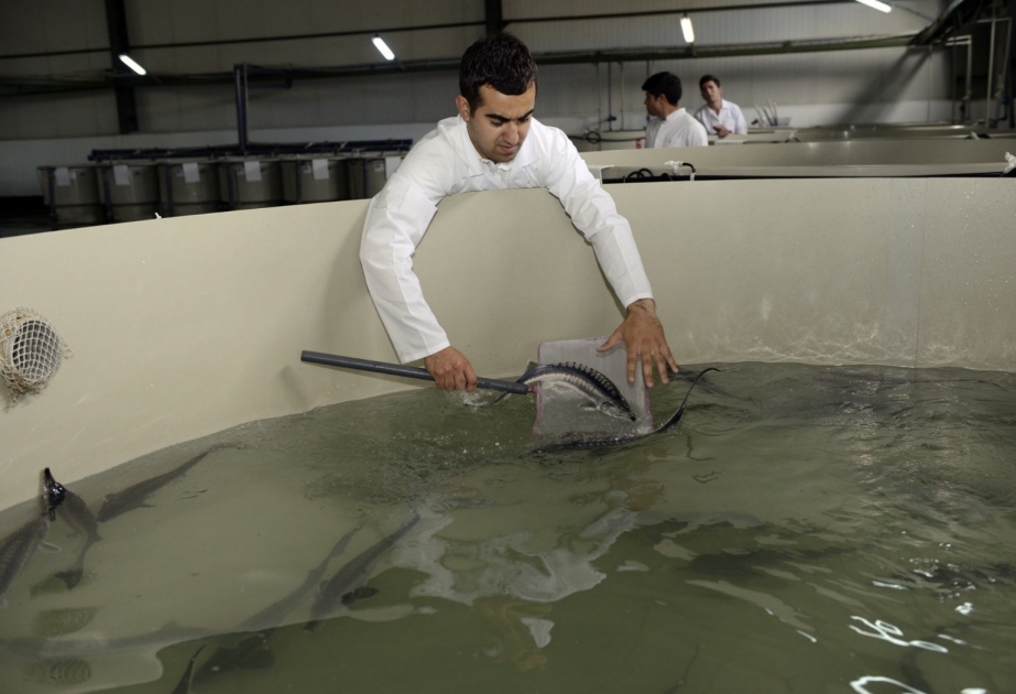 Azərbaycan FAO-Türkiyə Tərəfdaşlıq Proqramı çərçivəsində həyata keçirəcəyi balıqçılıq üzrə layihəni rəsmi olaraq təsdiqləyib