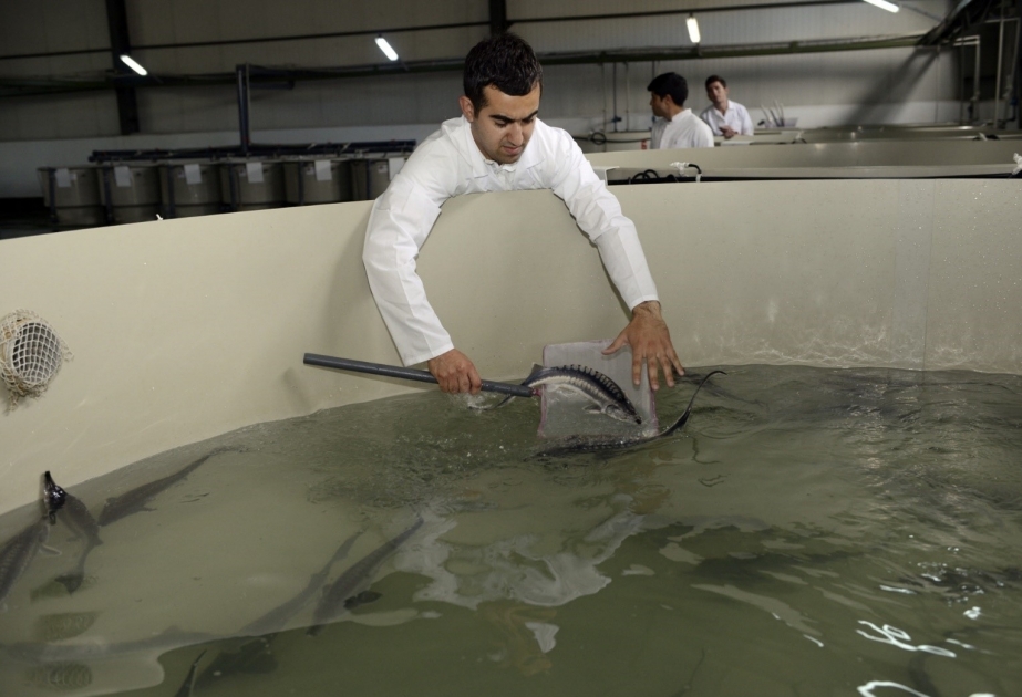Azerbaijan officially endorses FAO-Turkey Partnership Programme project on fisheries