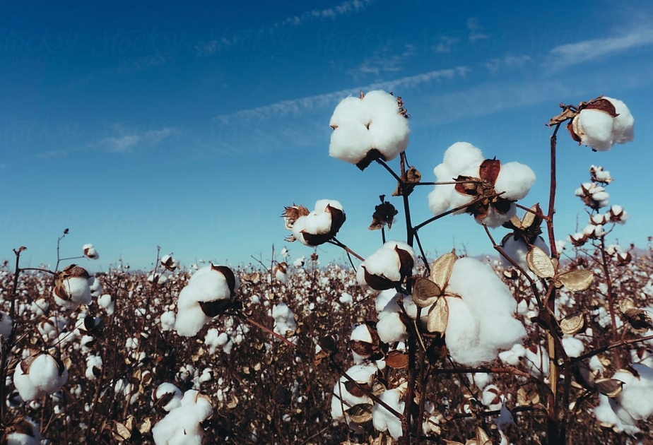 Pambıq üzrə orta məhsuldarlıq 33,2 sentnerə çatıb