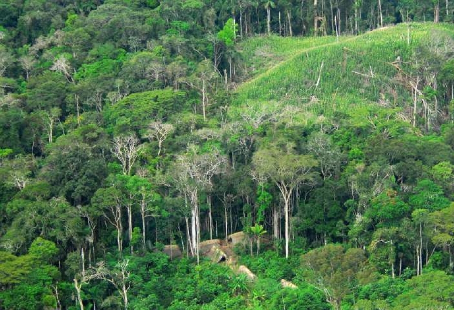 В лесах Амазонки нашли древние поселения в форме циферблата часов