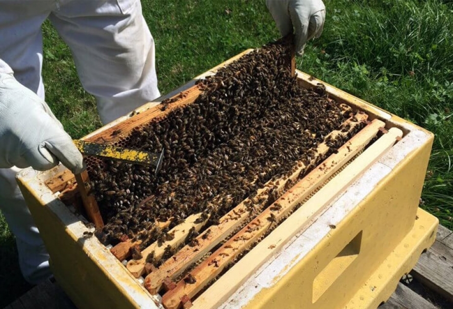 Ötən il Biləsuvarda 23 tondan çox bal istehsal olunub