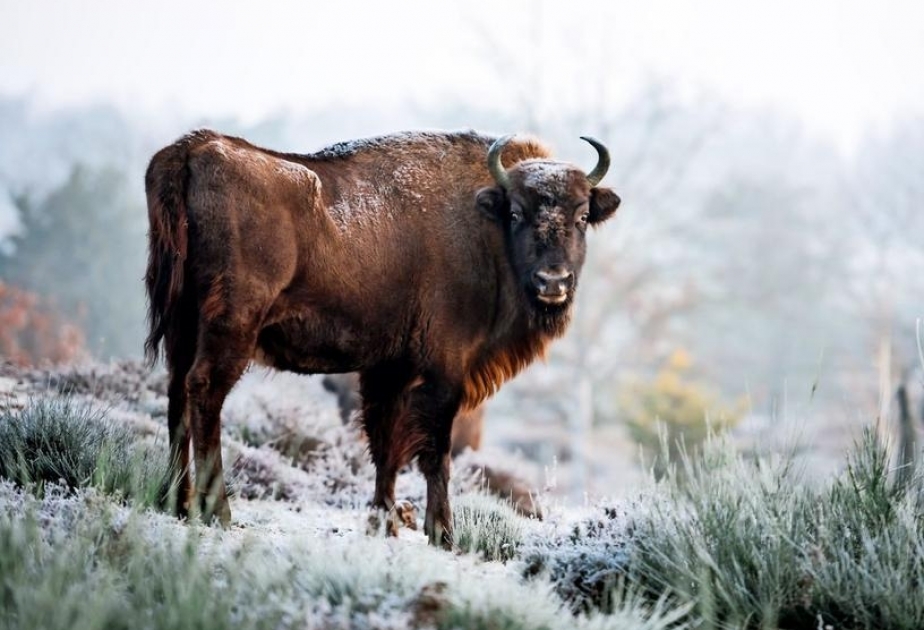 Vielen Tierarten auf der Erde geht es zunehmend schlechter