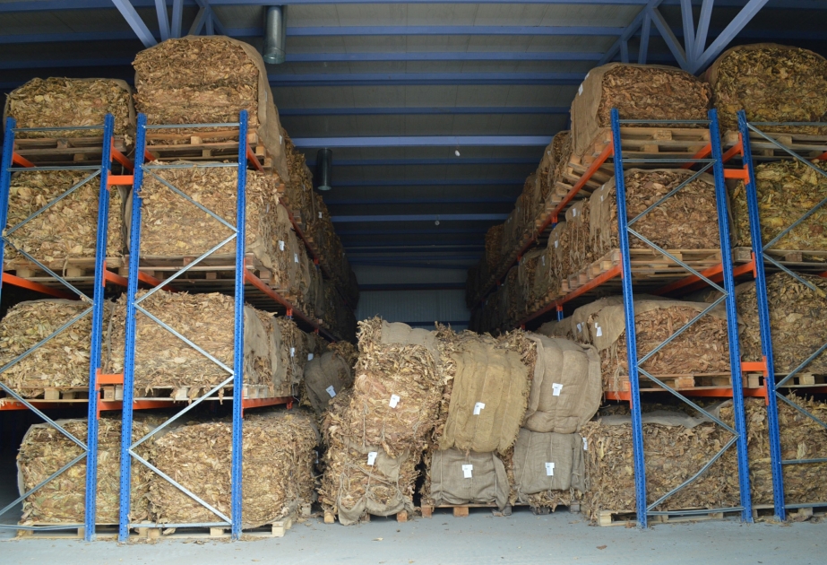 Balakəndə 786 ton quru tütün istehsal olunub