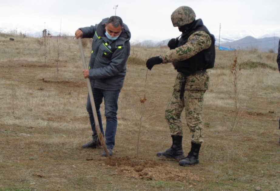 В освобожденном городе Джебраил посажены восточные чинары
