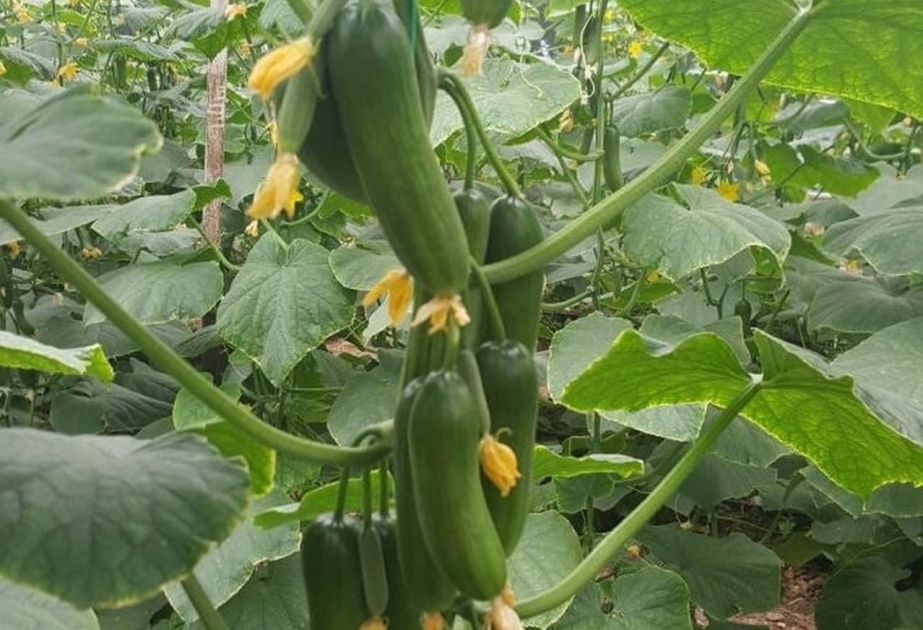 In Salyan Region mehr als 40.000 Tonnen Gemüse geerntet