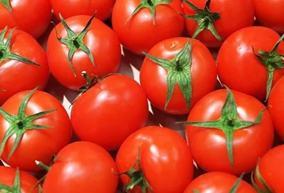 روسيا تسمح باستيراد الطماطم من شركة 
