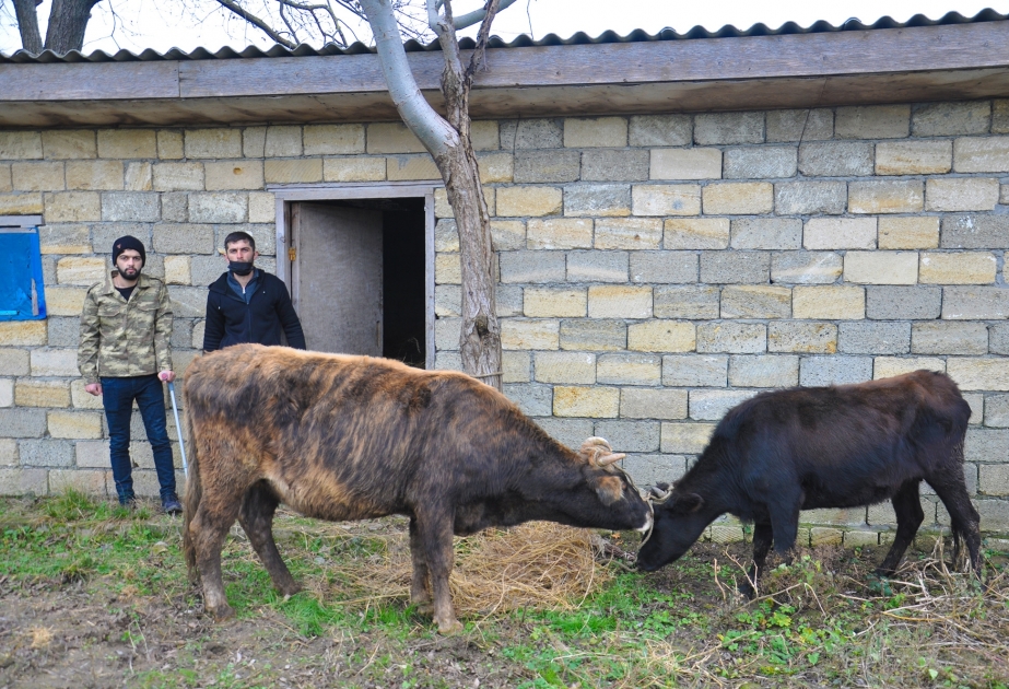 Lənkəranda şəhid və qazilərimizin ailələri üçün təsərrüfatlar yaradılıb