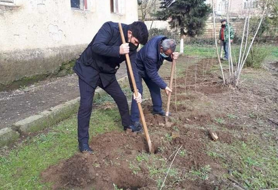 Masallıda doqquz mindən çox tut tingi əkilib