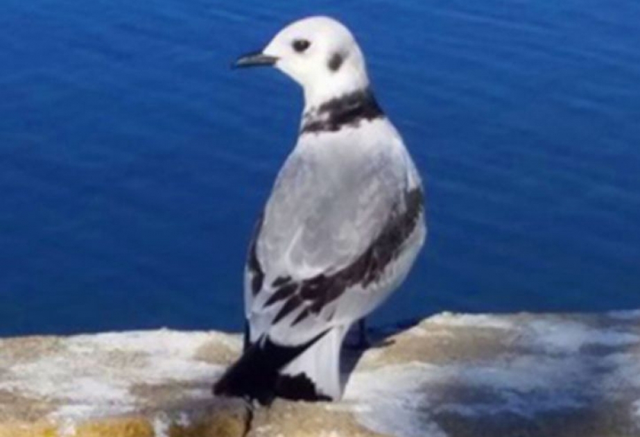 Naxçıvanda yeni quş növü aşkar olunub