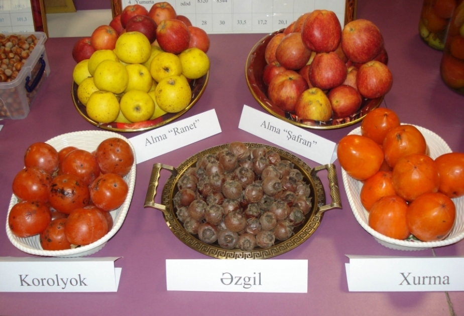 Bu il Balakəndə meyvə istehsalı 163 tondan çox artıb