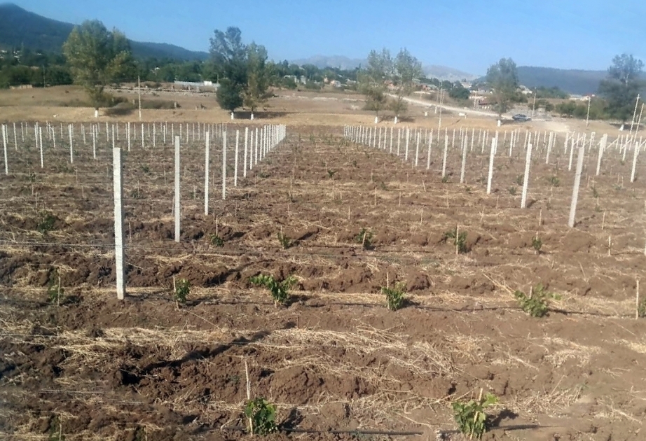 En Azerbaiyán se plantan árboles frutales para las familias de bajos ingresos dentro del proyecto “Jardines Sociales”