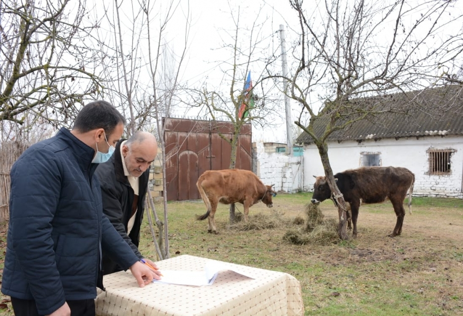 Bu dəfə Göyçay və İsmayıllıda Vətən müharibəsi şəhidlərinin ailələri və müharibə iştirakçıları üçün təsərrüfatlar yaradılıb