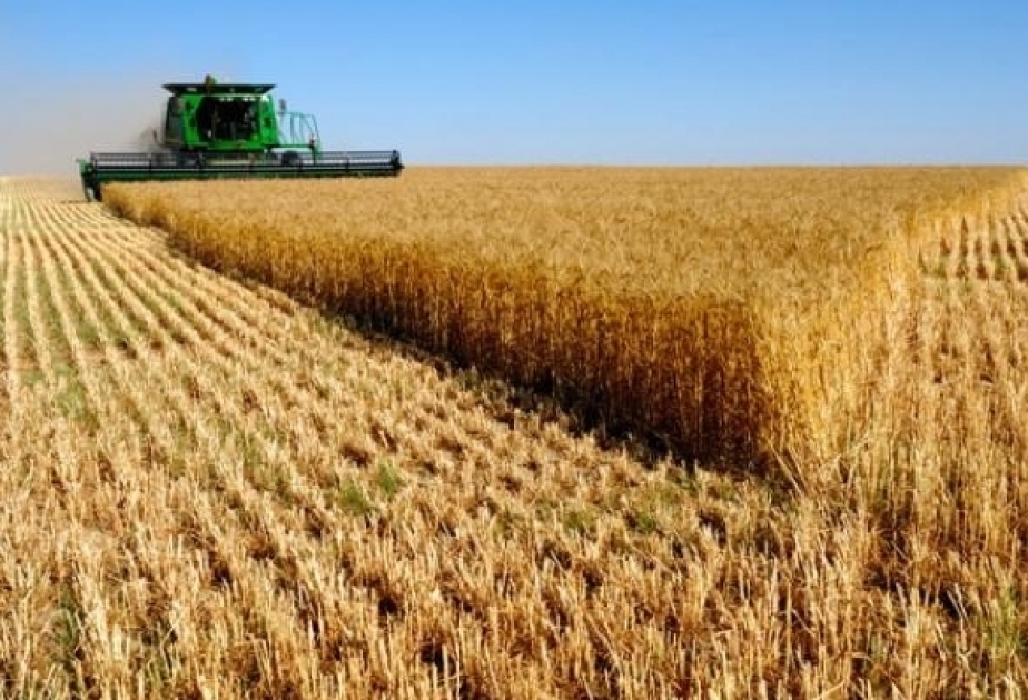 Aserbaidschan produziert 2020 mehr als 3,2 Millionen Tonnen Getreide
