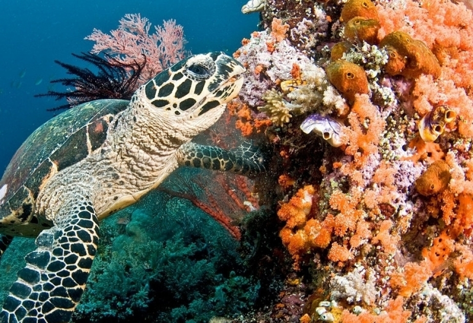 Los arrecifes de coral pueden desaparecer a finales de siglo