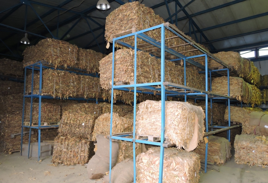 Qaxda quru tütün istehsalı 200 tondan çox artıb