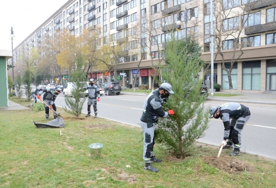 Bakıda mövsümi ağacəkmələr aparılır