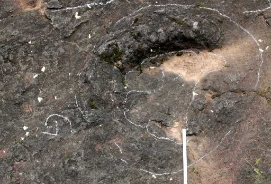Более 240 окаменелых следов динозавров было обнаружено на востоке Китая