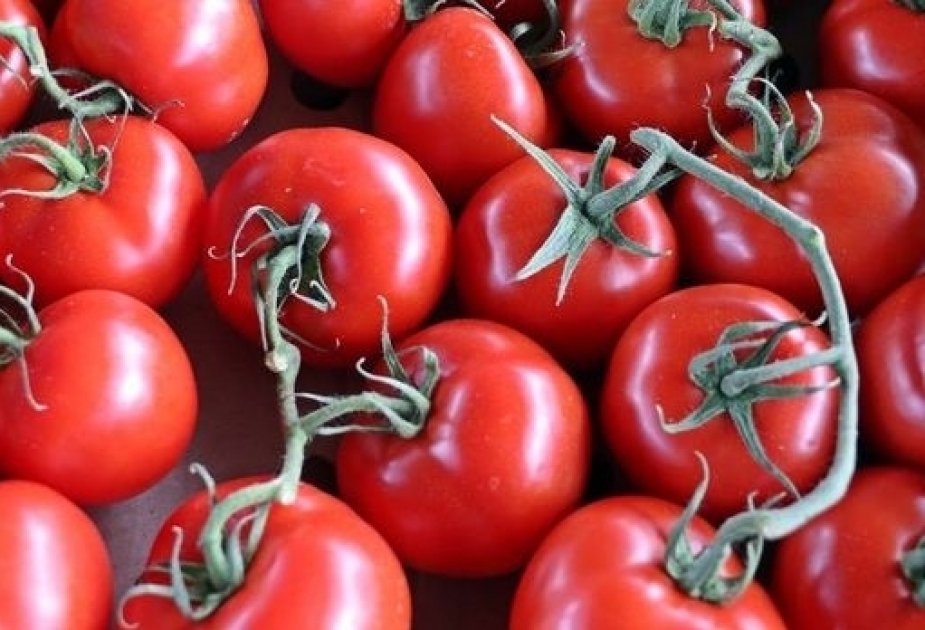 Azerbaiyán exporta tomates al Golfo Pérsico y a Europa