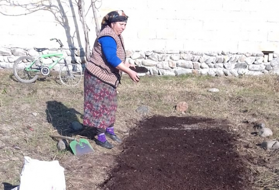 Bu il Balakəndə 300 hektarda tütün əkini proqnozlaşdırılır