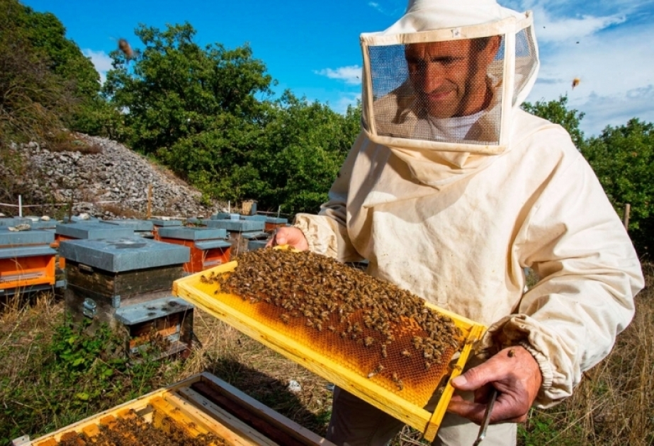 Yardımlıda arı ailələrinin sayı artıb