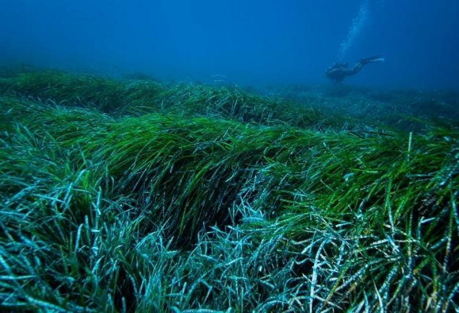 Водоросли способны ловить и удалять микропластик из моря