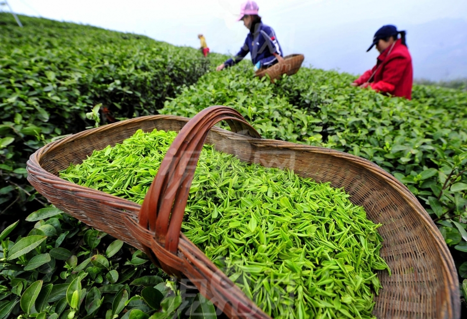 Aserbaidschan importiert voriges Jahr 14 000 Tonnen Tee