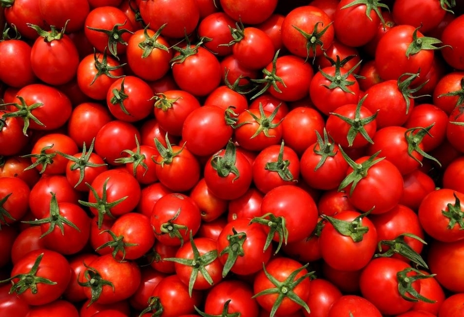 13 weitere aserbaidschanische Unternehmen werden Tomaten nach Russland exportieren