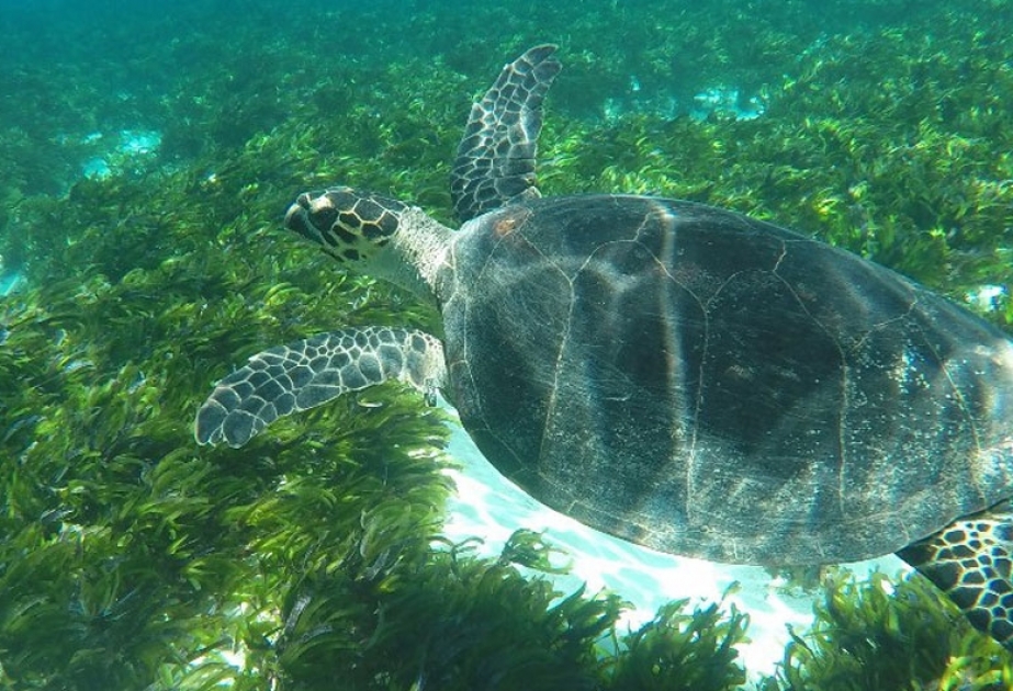 В ЮНЕСКО призывают защитить популяцию зеленых черепах на Сейшельских островах