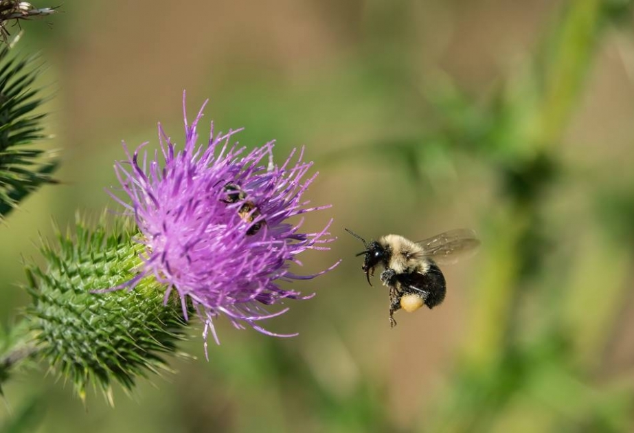 За 30 лет видовое разнообразие пчел и шмелей сократилось на четверть