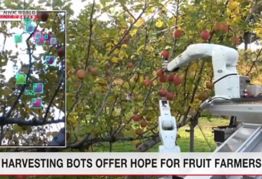Yaponiyada meyvəyığan robot fermerlərə məhsulu toplamaqda yardım edəcək