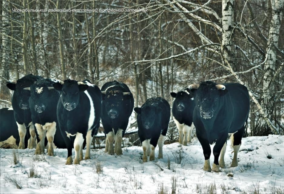 В Чернобыльской зоне отчуждения зимует стадо одичавших коров