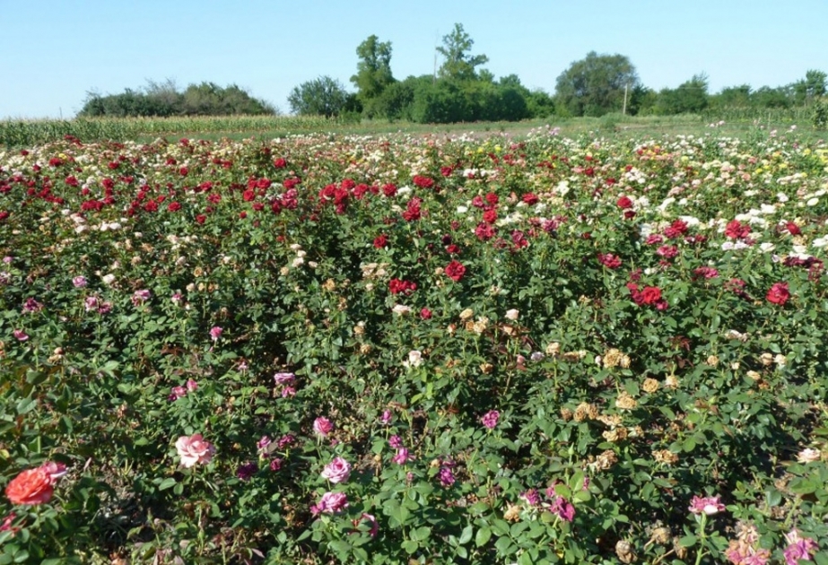 Los aceites de rosa y lavanda producidos en Azerbaiyán se exportan a Estados Unidos, Turquía y Lituania
