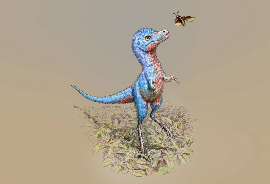 Найдены редчайшие останки малышей-тираннозавров