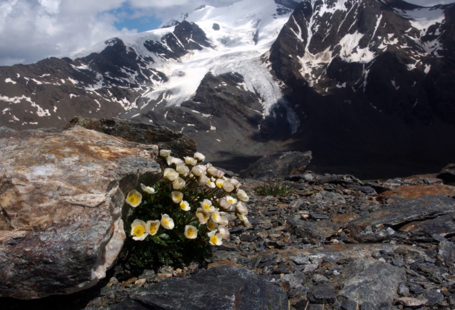 117 растений находятся под угрозой вымирания из-за таяния ледников