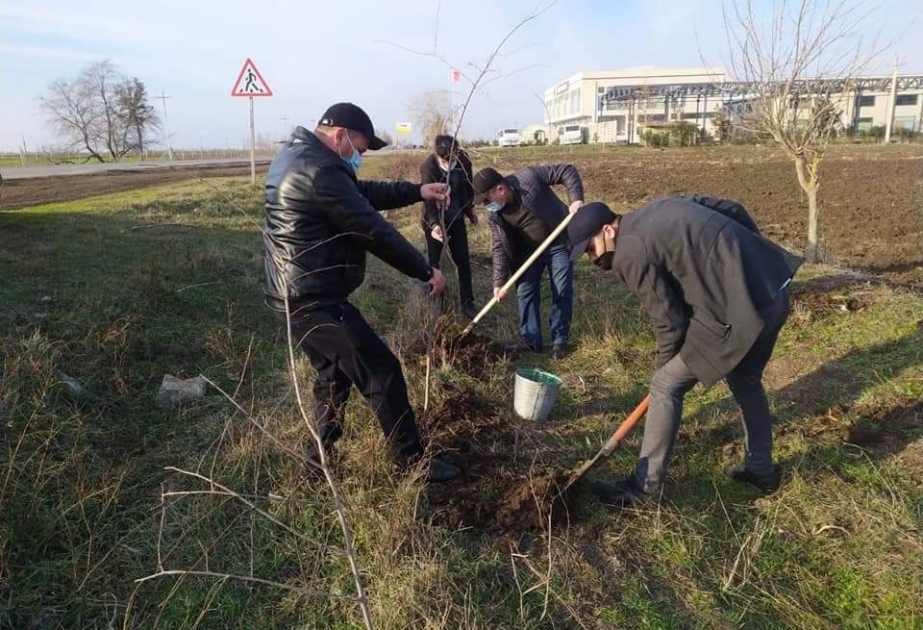 Cəlilabadda keçirilən aksiyada həmişəyaşıl ağaclar əkilib