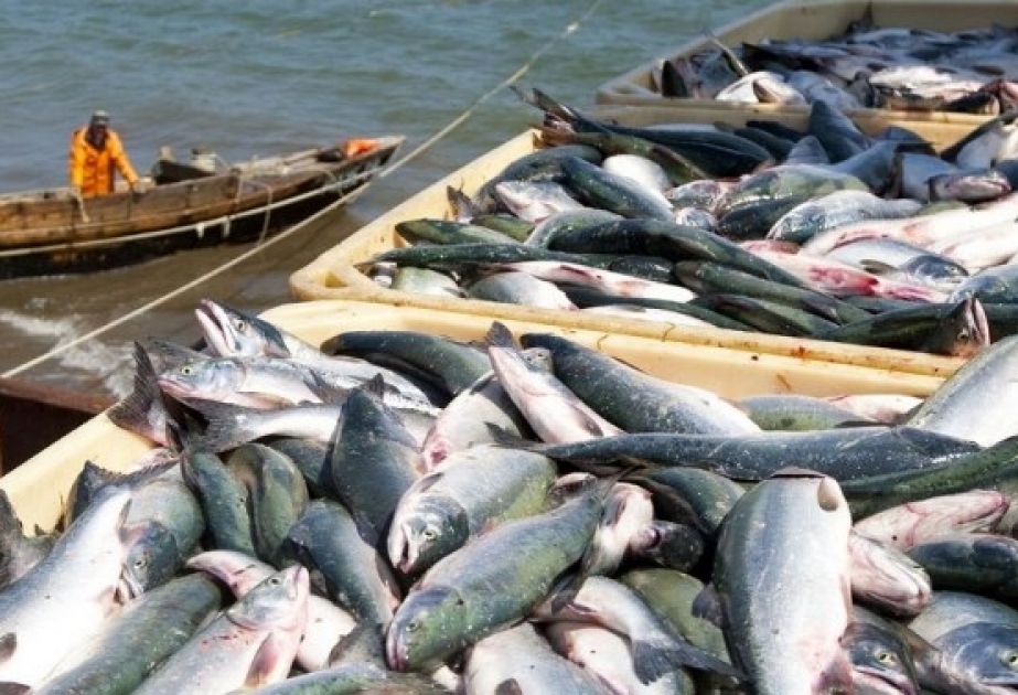 COVID-19 привел к серьезным потерям в рыбном секторе