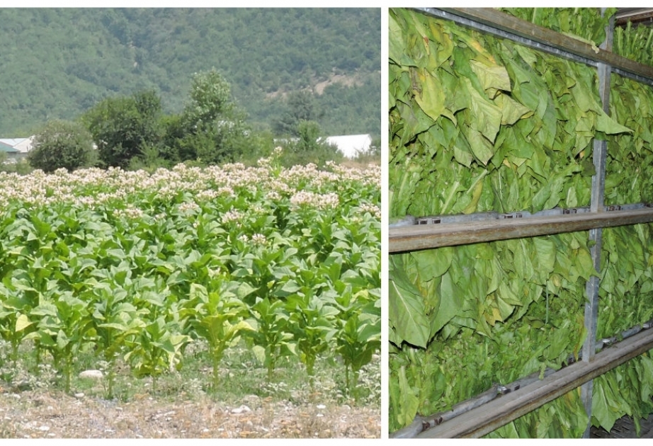 Bu il Oğuzda 270 hektarda tütün əkini proqnozlaşdırılır