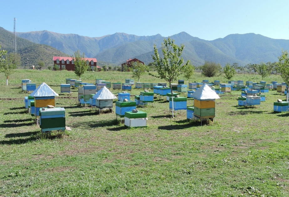 Qaxda arı ailələrinin sayı artıb