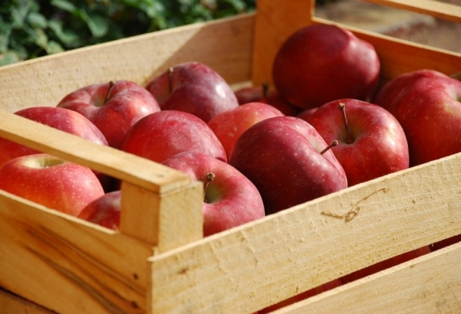 سماح تصدير التفاح من 27 مؤسسة اخرى الى الاتحاد الروسي