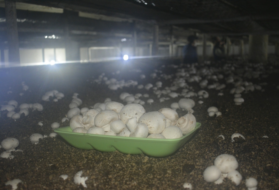 Xaçmazda fəaliyyət göstərən müəssisədə il ərzində 20-25 ton şampinyon yetişdirilir  FOTO VİDEO
