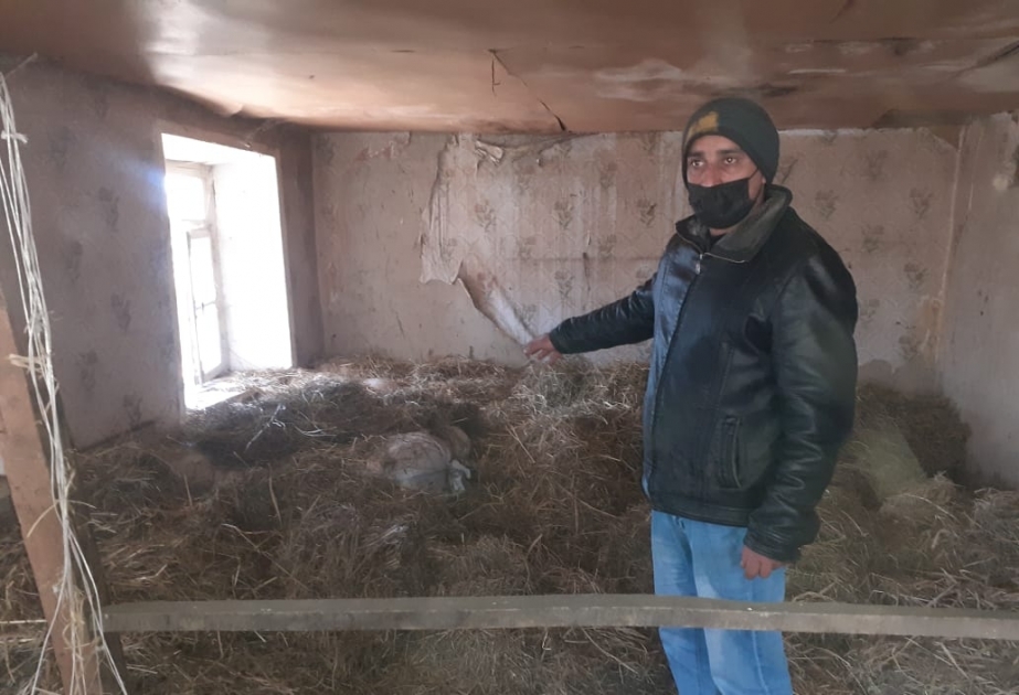 Qax rayonunda bir tona yaxın qarğıdalı oğurlayan şəxslər saxlanılıblar